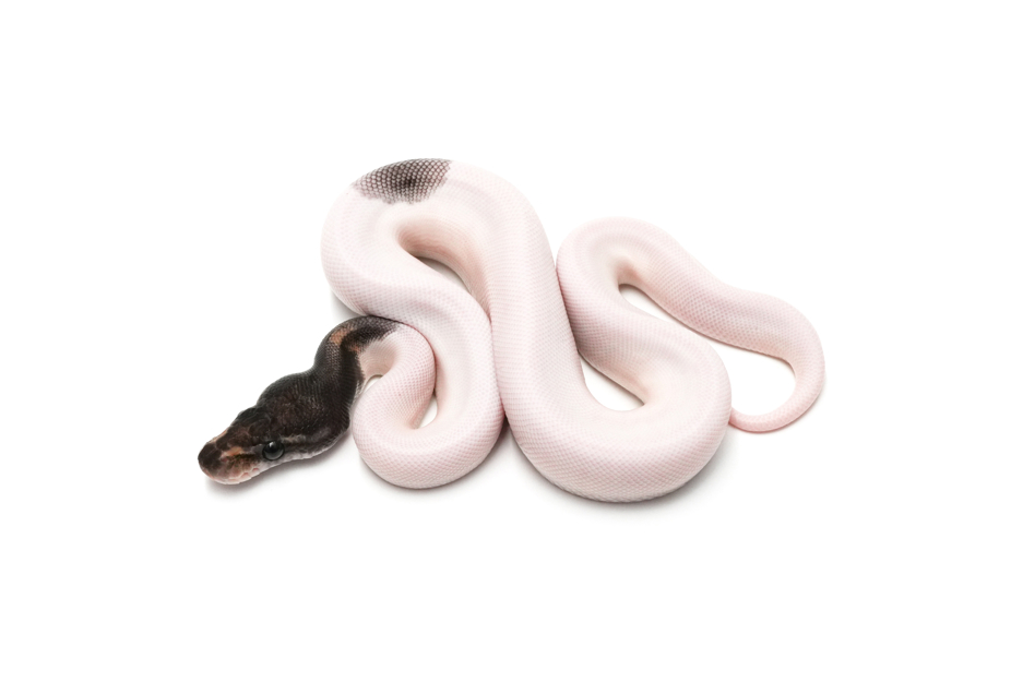 Leopard Mojave Pied DH DG Clown 66%Hypo