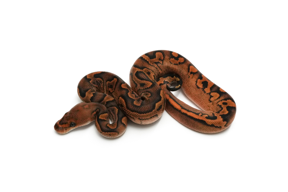 Wookie Calico Redstripe YB Clown