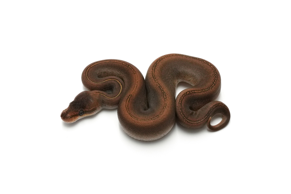 Stranger Monsoon Het Clown