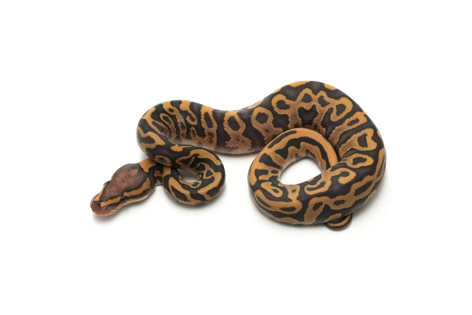 Leopard Russo Hypo DH DG Clown