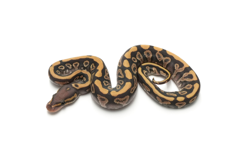 Blackhead Russo Hypo TH Ultramel DG Clown