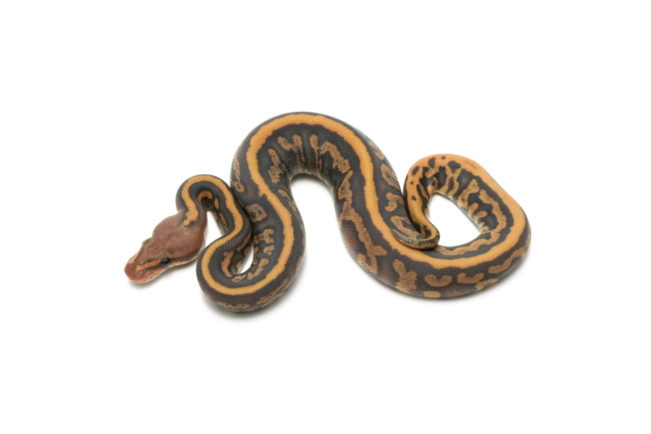 Stranger Spotnose Hypo DH Ultramel Clown