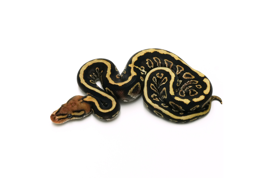 Cypress Spotnose YB Het Clown