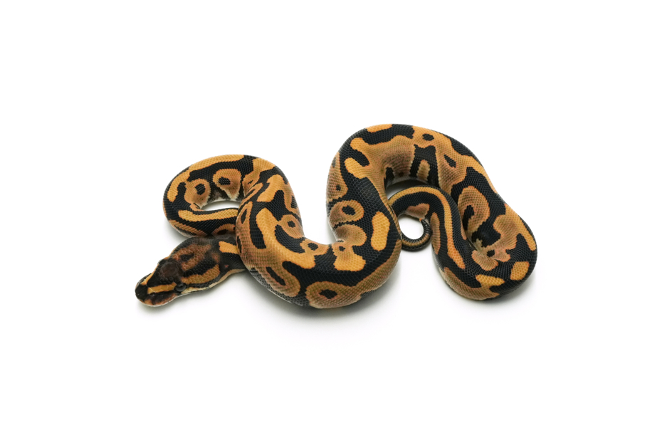 Leopard Lace DG Het Hypo 66%Clown