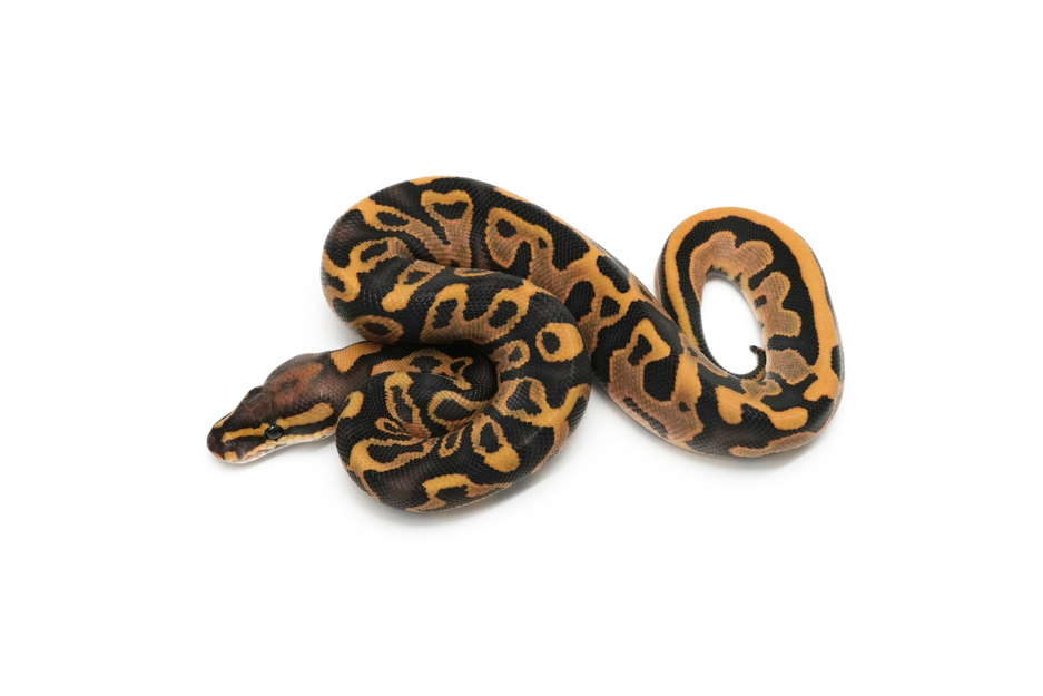 Leopard 66%DG 50%Monsoon Pos Hypo
