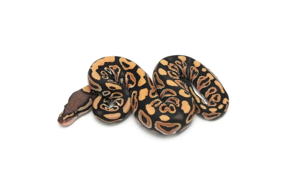 Blackpastel DG DH Hypo Clown
