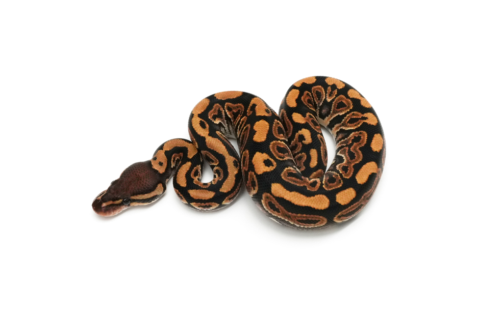 Blackpastel TH Hypo DG Clown
