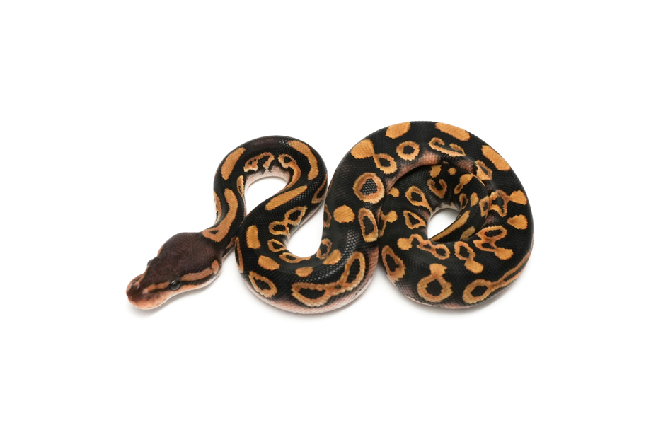 Wookie Blackpastel Lace TH Hypo DG Clown