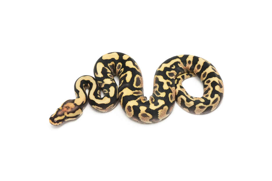 Chocolate Spotnose YB DG DH Hypo Clown
