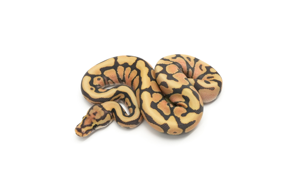 Spotnose Hypo DG Het Clown