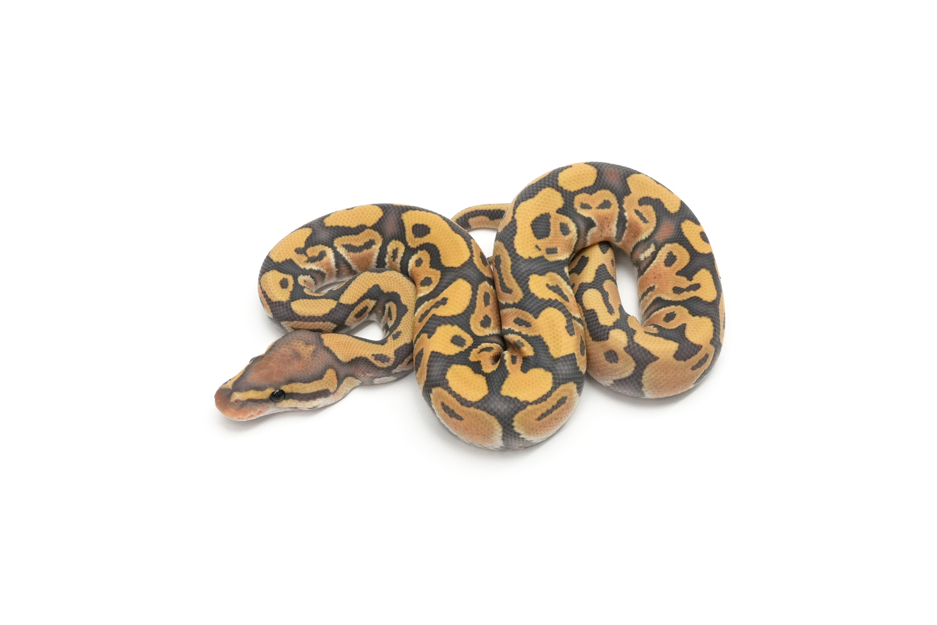 Hypo DG Het Clown