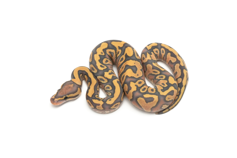 Chocolate YB Hypo DG Het Clown