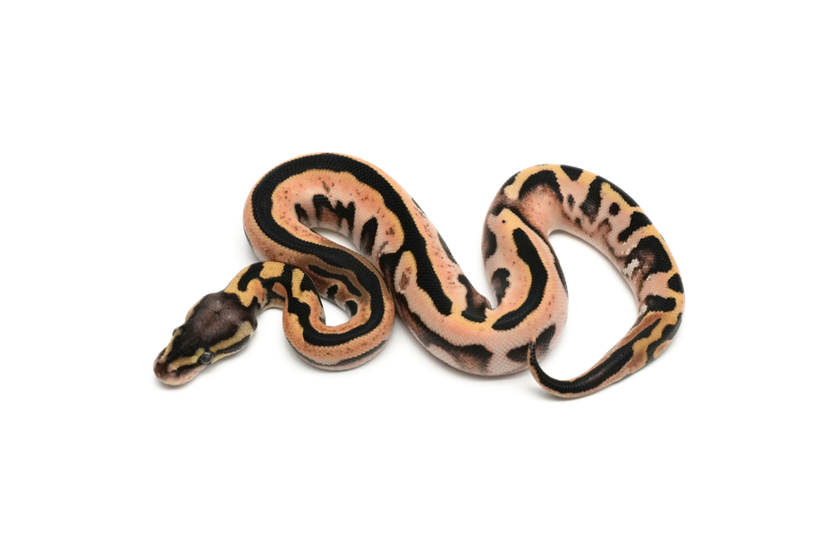 Pastel Calico YB Tri-Stripe
