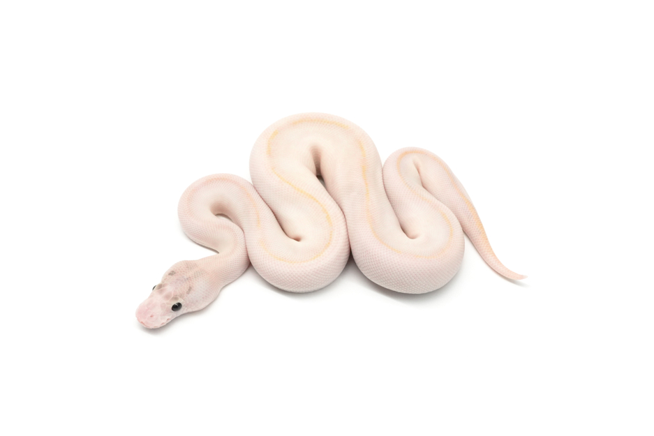 Ivory 66%Clown Pos OD Enchi Cypress Lace Spotnose Clown