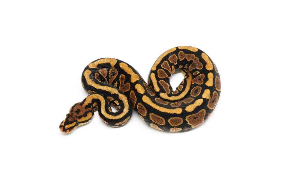 Redstripe Spotnose YB Het Clown 50%Monsoon