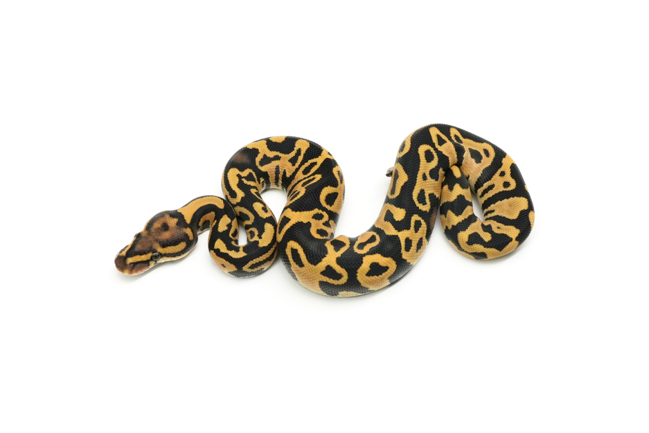 Leopard YB DG DH Hypo Clown