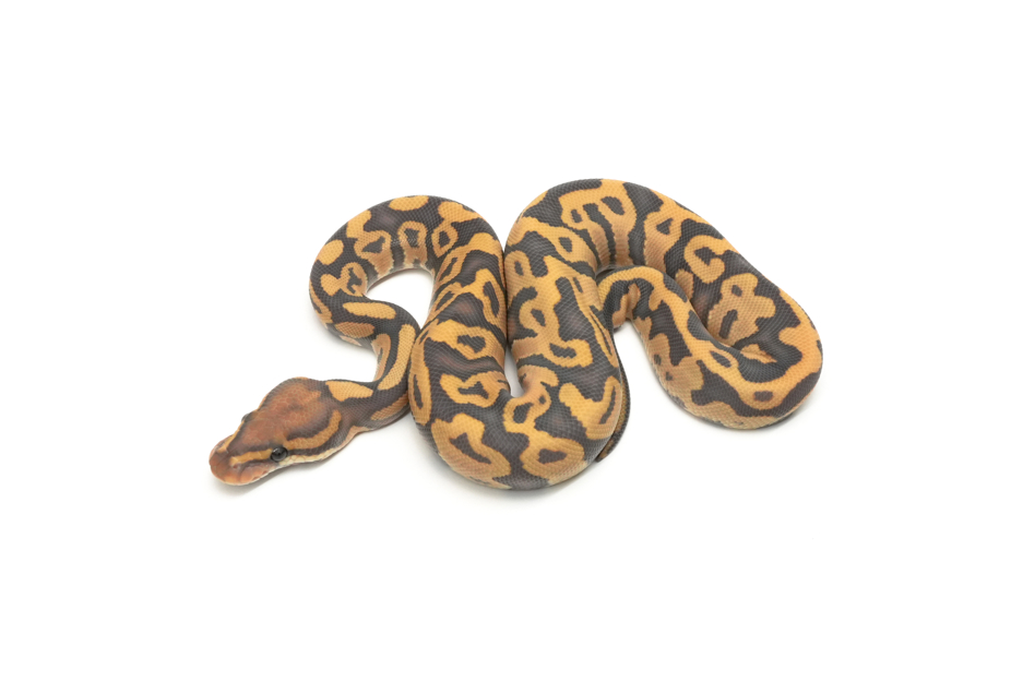 YB Hypo DG (Chocolate)