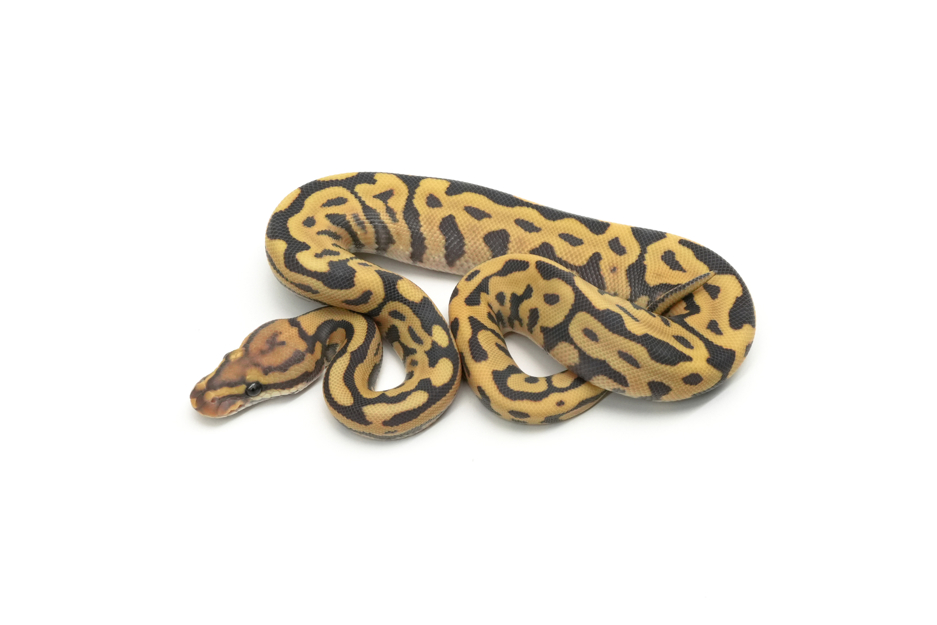 Leopard Spotnose YB Hypo DG (Chocolate)