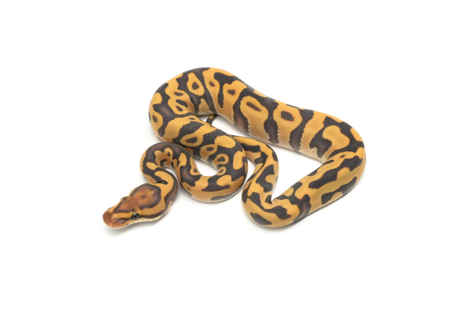 Leopard Enchi YB Hypo DG Het Clown