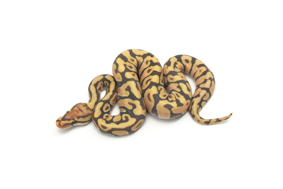 Enchi Spotnose Hypo DG Het Clown (Chocolate)