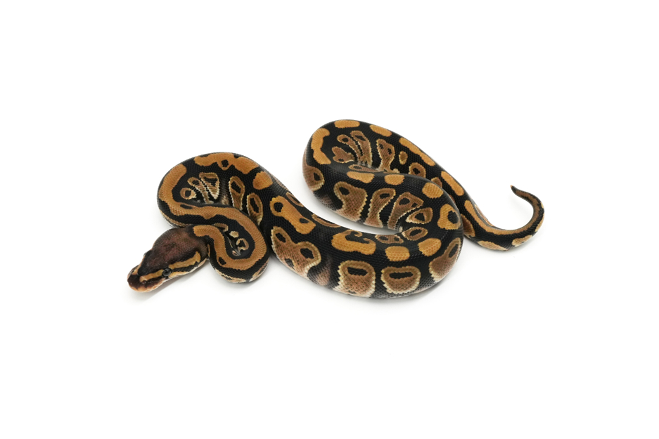 Dinker PH Hypo VPI Axanthic DG Clown Pied
