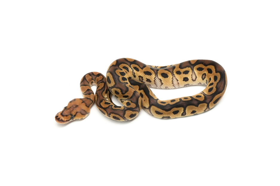 Redstripe Dinker Clown TH Hypo VPI Axanthic Pied