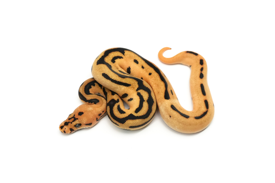 Enchi Fire Redstripe Batman