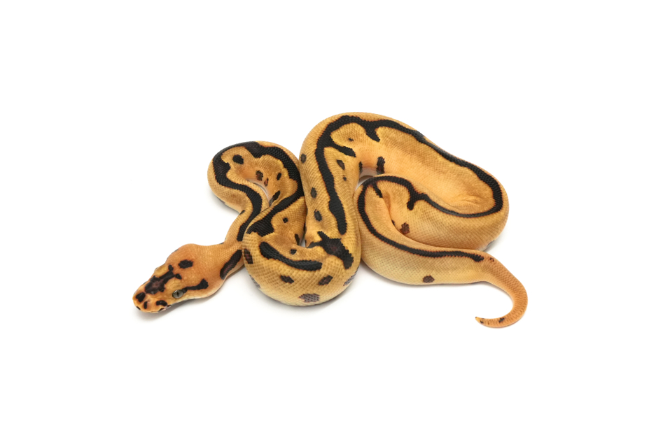 Enchi Redstripe Batman