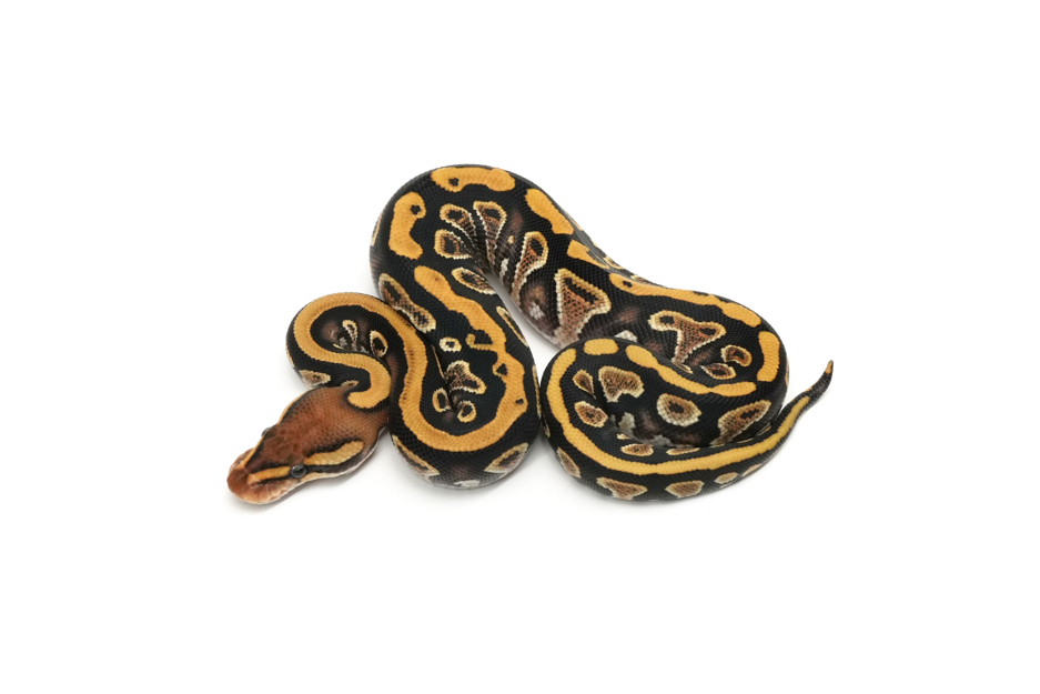 Cypress Lace Het Clown