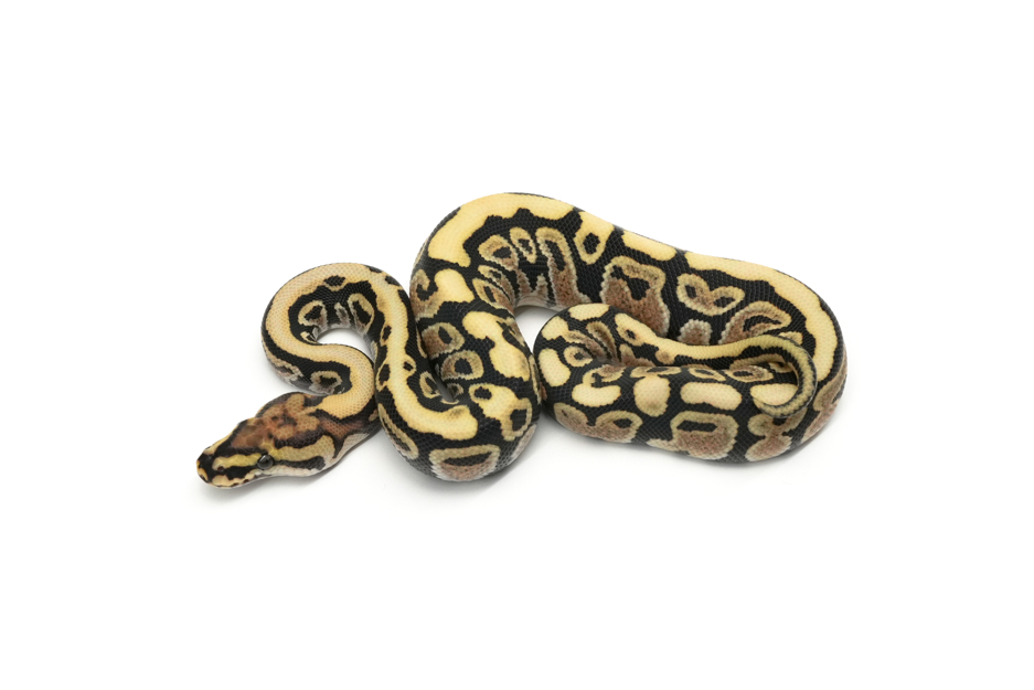 Redstripe Spotnose DG DH Hypo Clown