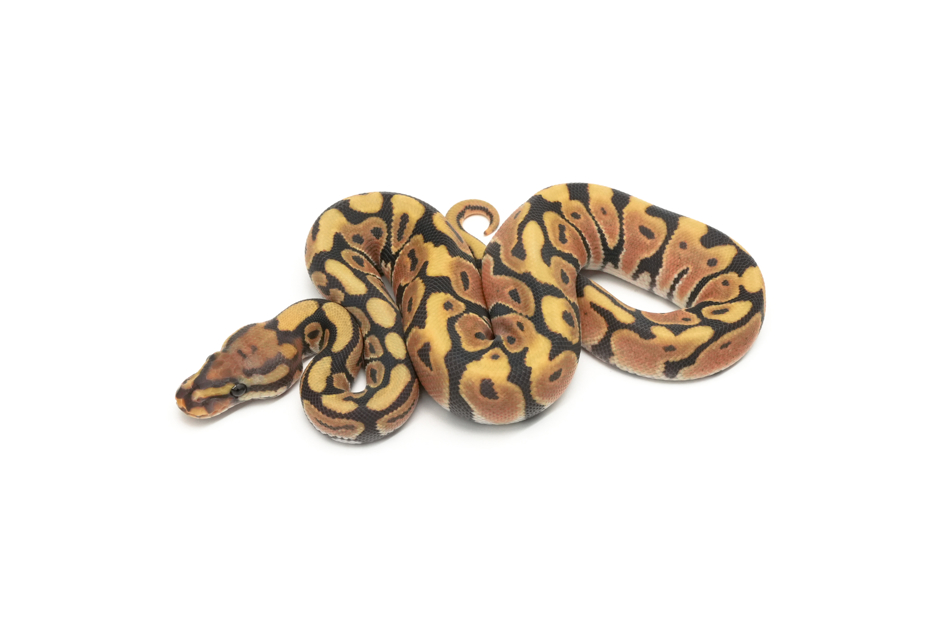 Spotnose Hypo DG