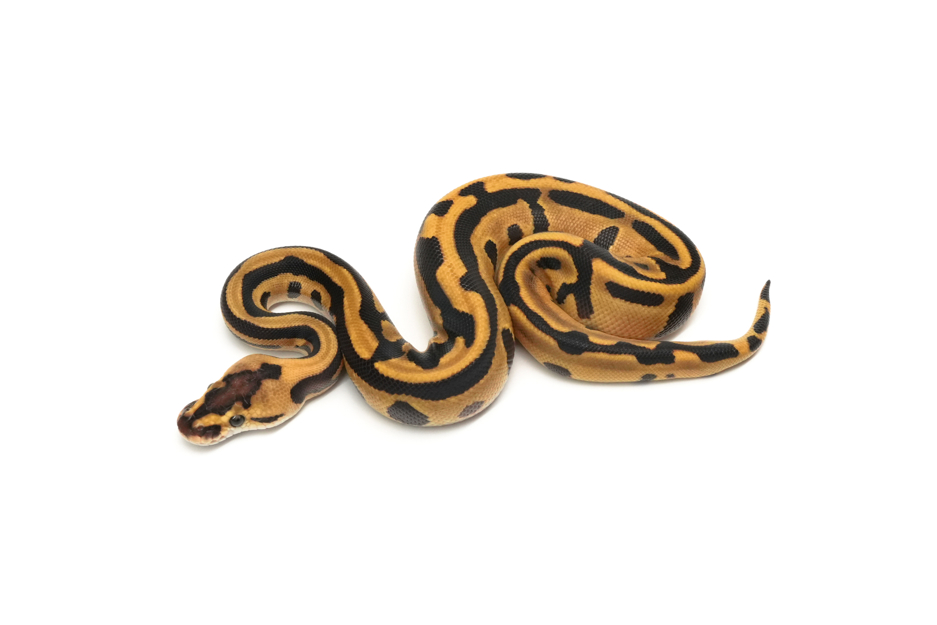 Redhead Leopard Enchi Crypton Het DG