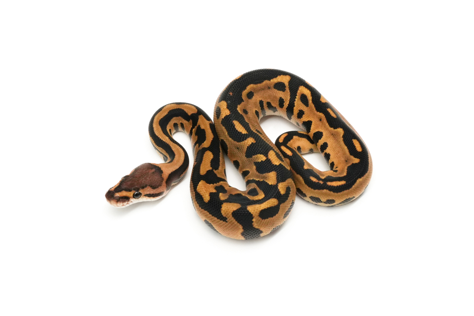 Redhead Leopard Crypton Het DG