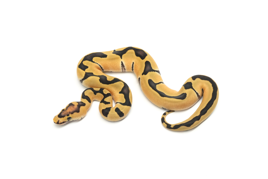 Enchi DG Clown Het VPI Axanthic