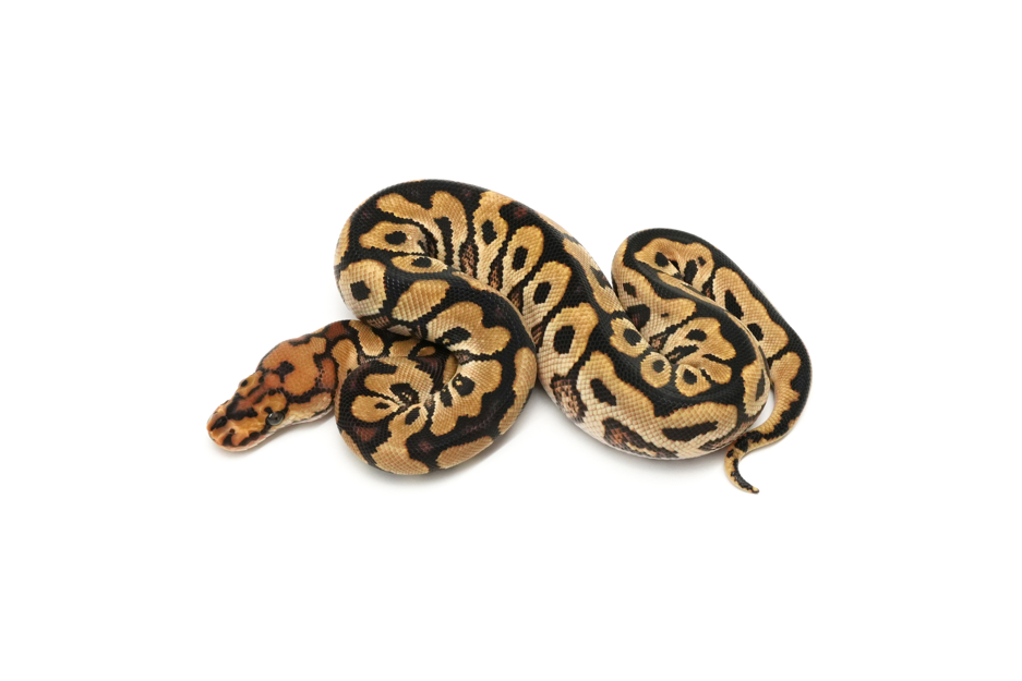Spotnose Clown 66%Sunset