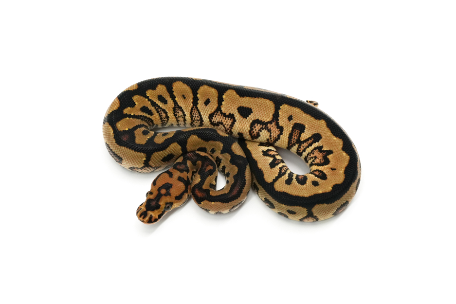 Spotnose Jaguar Clown