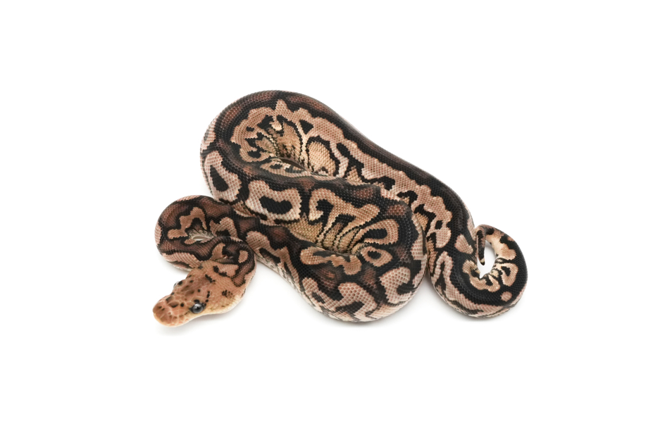 Cinnamon Spotnose Jaguar Clown