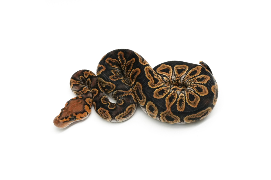 GHI Hurricane Jaguar Clown