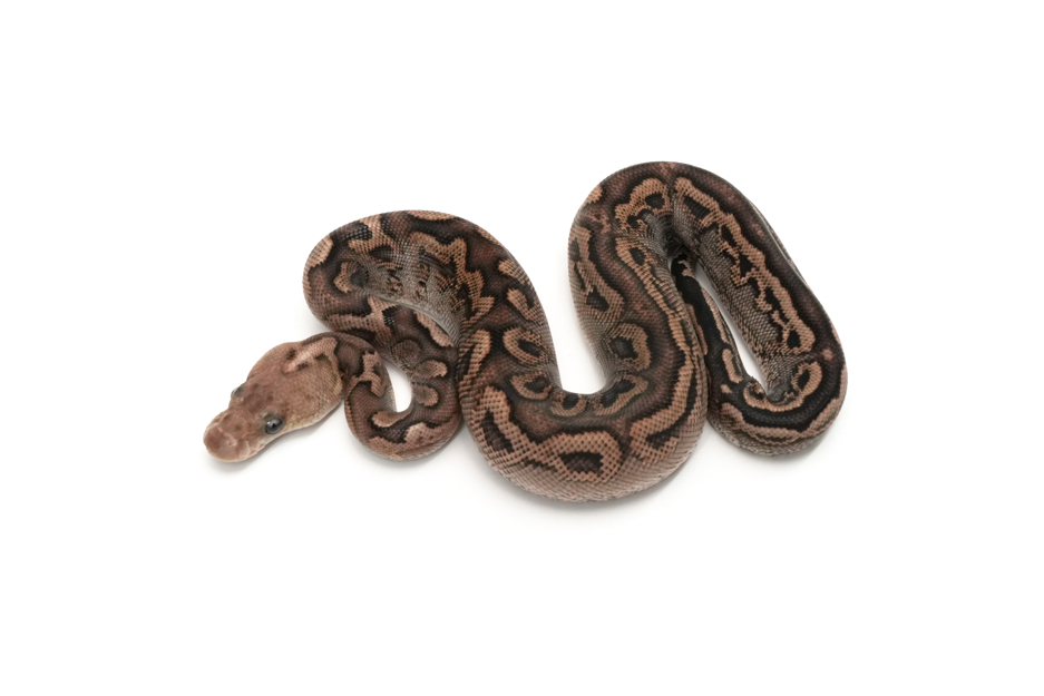 GHI Cinnamon Spotnose Jaguar Clown