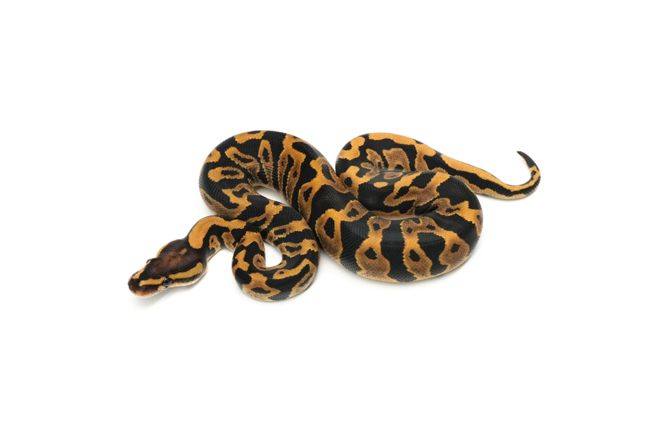 Leopard Lace DH Zebra Clown