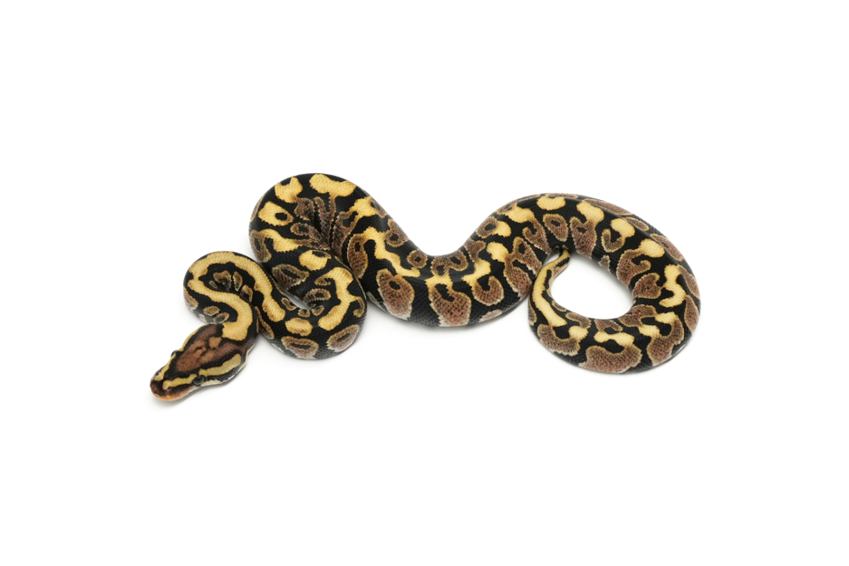 Spotnose Lace DH Zebra Clown