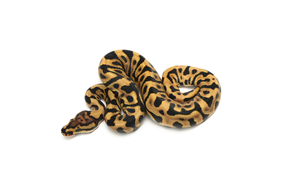 Leopard Spotnose DH Zebra Clown