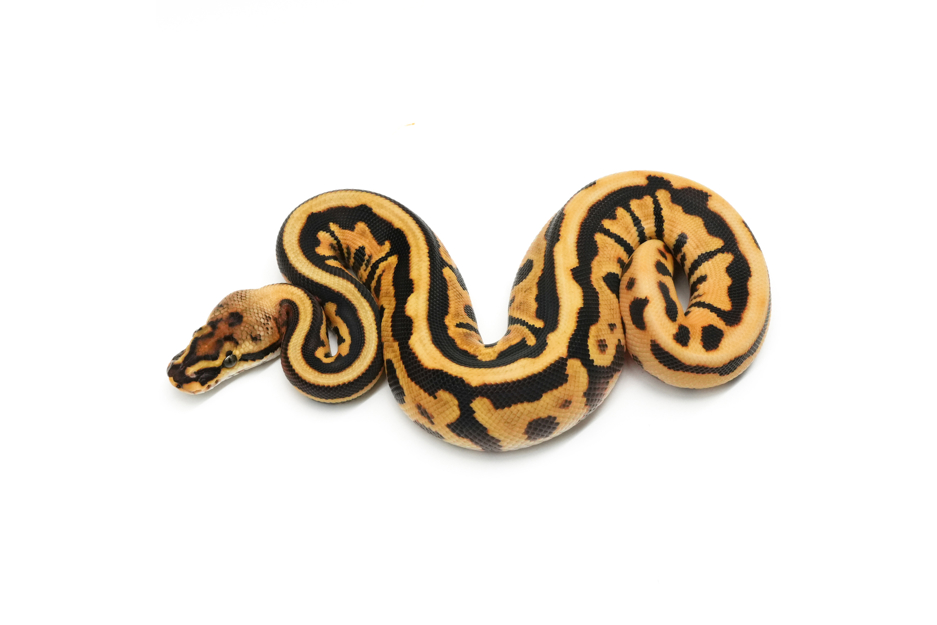 Redhead Leopard Spotnose Enchi YB DH DG Clown