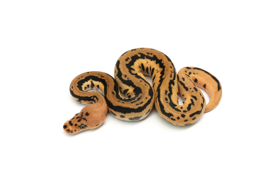 Redhead Leopard Spotnose YB Clown DH DG VPI Axanthic