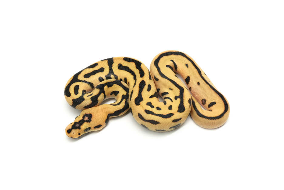 Redhead Enchi Leopard Spotnose DG Clown Het VPI Axanthic