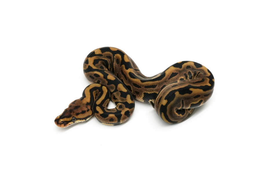 Leopard Spotnose 66% Monsoon