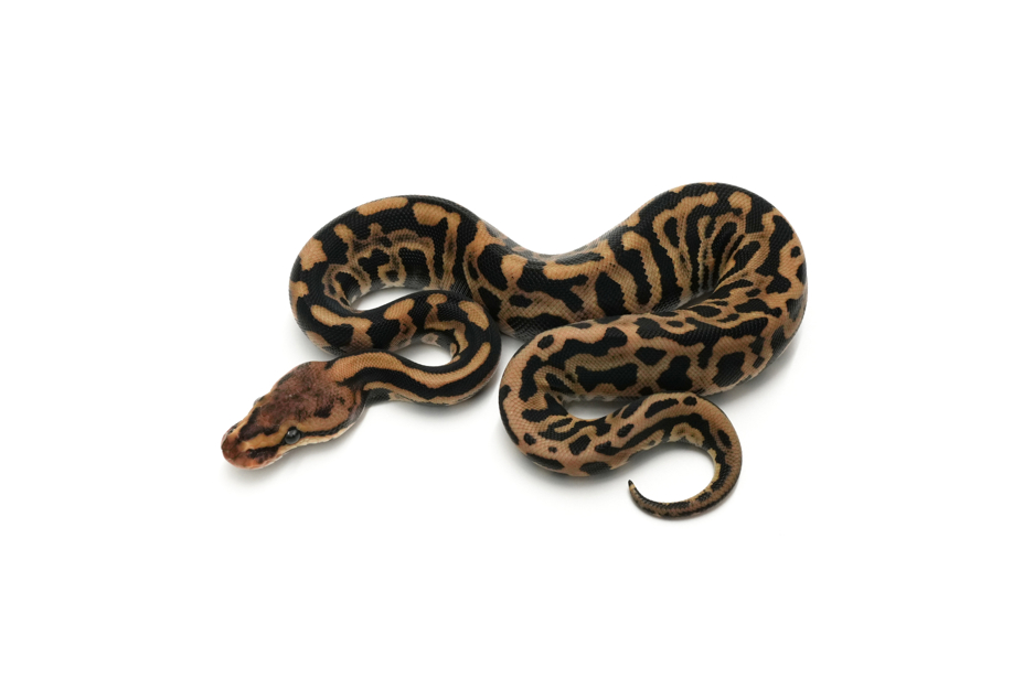 Chocolate Leopard Spotnose Het Clown 66%Monsoon