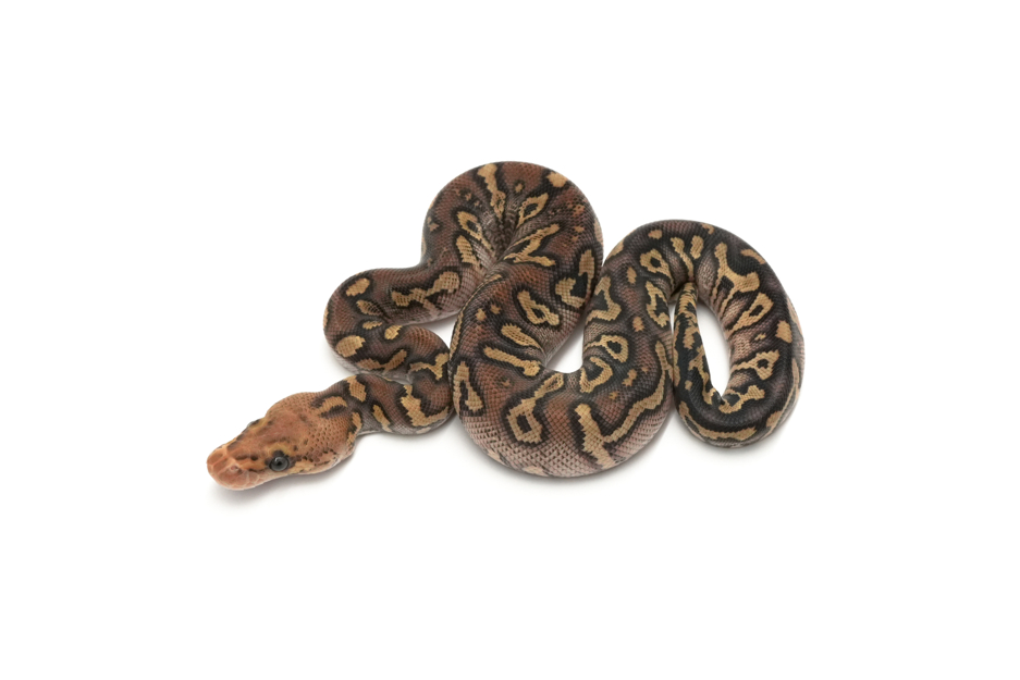Stranger Mojave Spotnose Clown 66%Monsoon