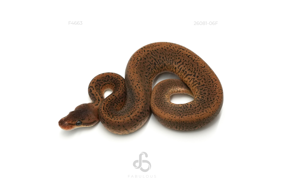 Chocolate Monsoon Het Clown