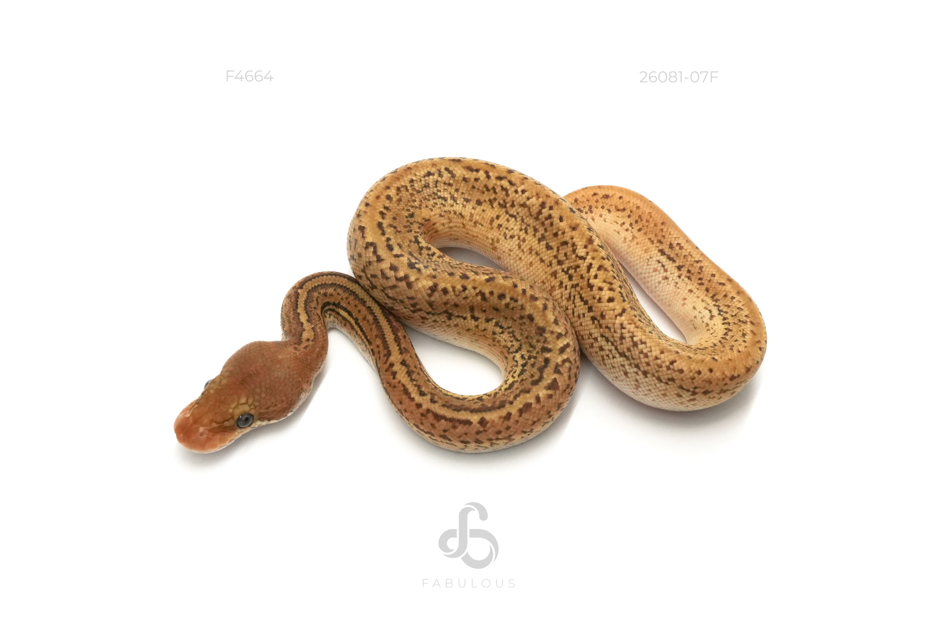OD Leopard Mojave Monsoon Het Clown